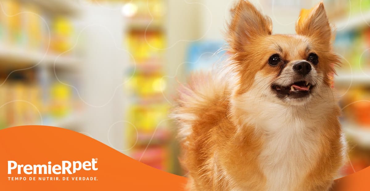 PremieRpet® oferece conteúdo exclusivo para empreendedores de pet shop