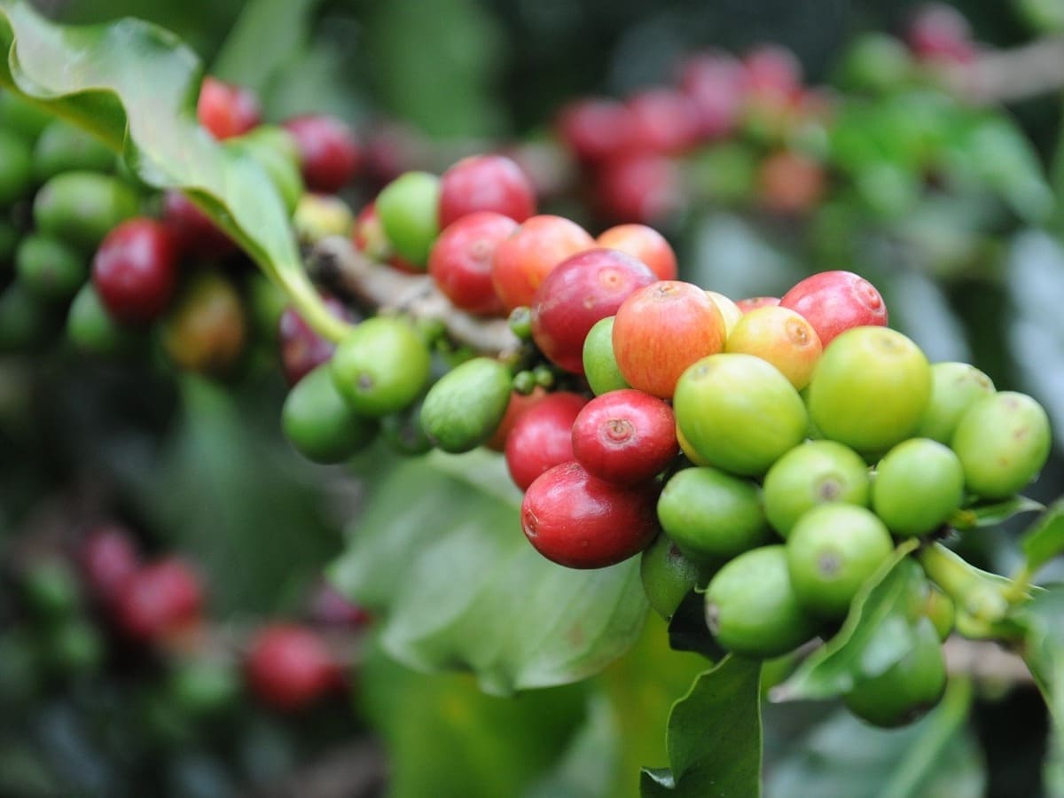 Lançamento ajuda a elevar a produtividade e eficiência nos cafezais